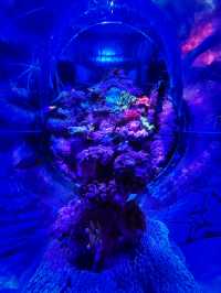 Coastal Currents & Wrecked Wonders at Aquaria KLCC