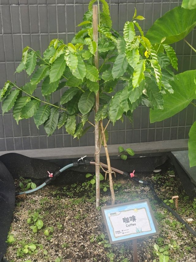 喺繁華嘅石屎森林中,有機會走入大自然,絕對可以令人身心放鬆
