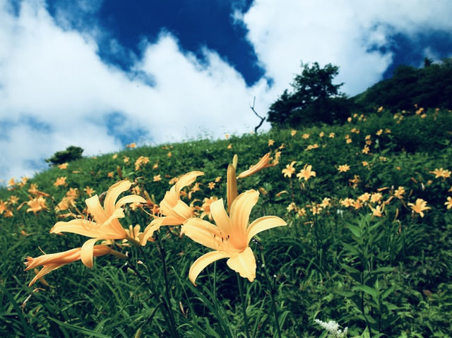 Kisuge-daira Park (キスゲ平公園) – A Hidden Highland Paradise in Nagano** 🌸🏞️  