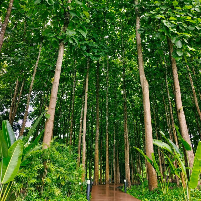🌿 TATA Chiang Dao Cafe, Restaurant & Farm 