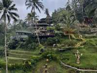 Alas Harum & Tegallalang Rice Terraces: Ubud's Iconic Beauty! 🌾✨