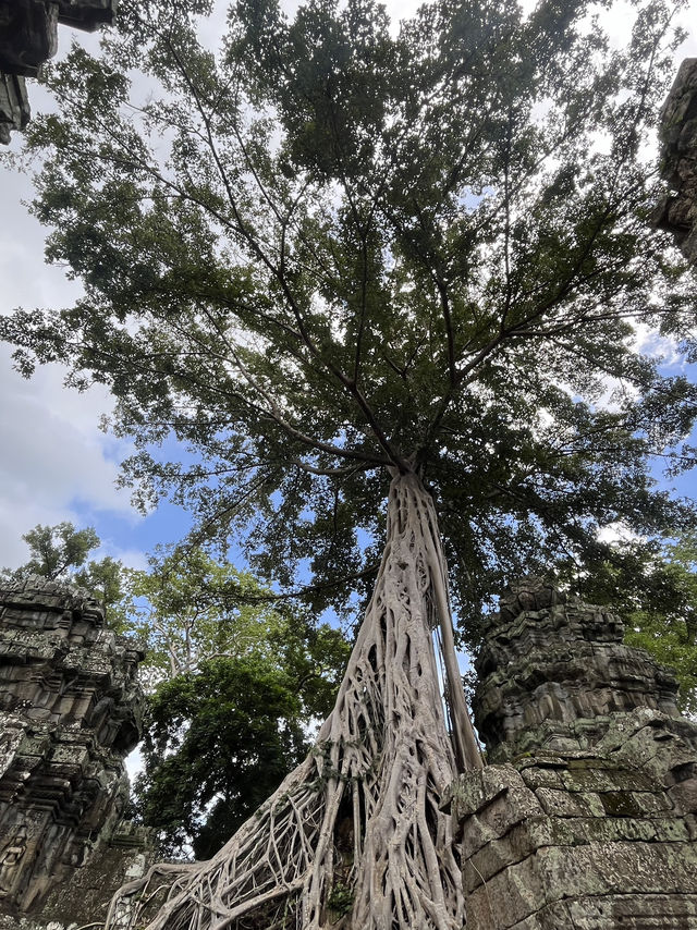 🧝‍♀️ Tomb Raider Vibes at Ta Prohm, Angkor Wat