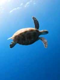 Sun, Sand, and Turtles at Iztuzu Beach