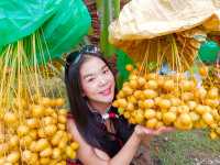  บ้านสวนอินทผาลัมแม่กลอง 