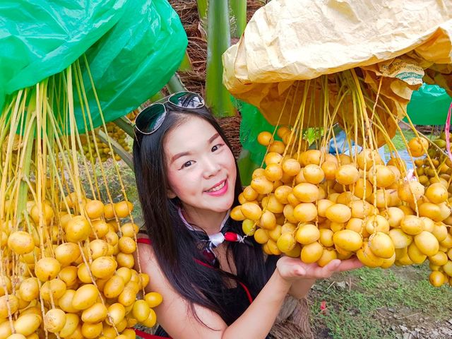  บ้านสวนอินทผาลัมแม่กลอง 