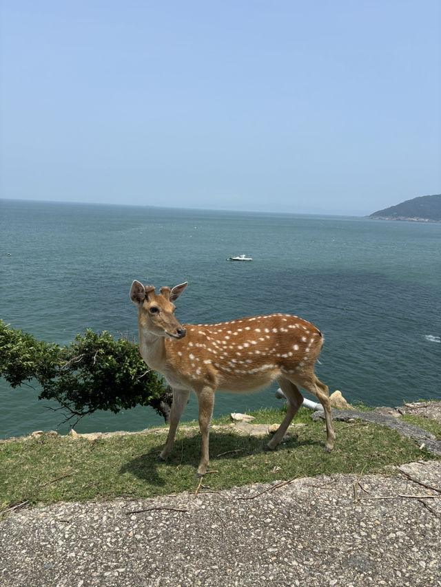 北竿大邱島遊記：與鹿共舞的孤島探險