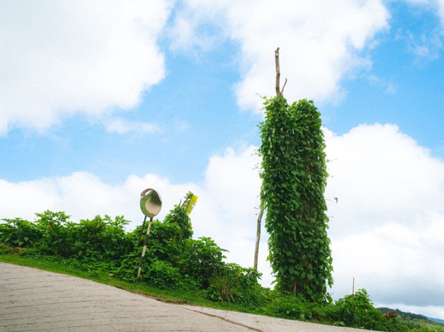 Ghibli aesthetics in Cameron Highlands, Malaysia!