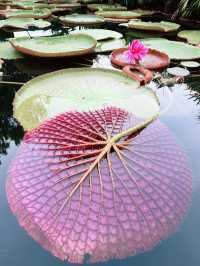 Blush of Serenity: Most Beautiful Secret Garden on One U Rooftop