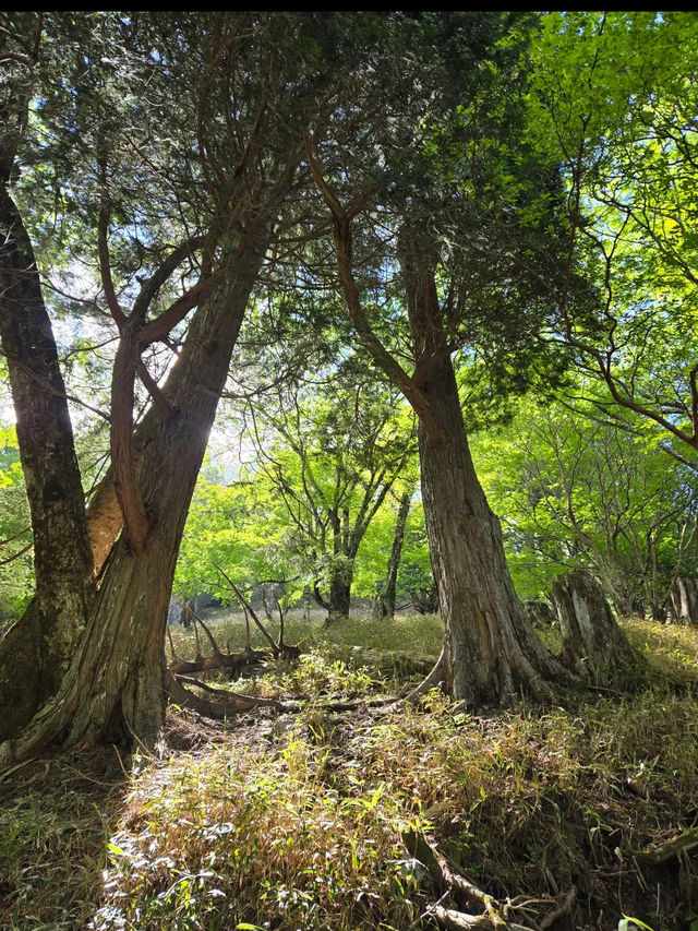 🏔️西日本屈指の絶景!剣山で心が澄み渡る天空の旅 🏔️西日本屈指の絶景!剣山で心が澄み渡る天空の旅
