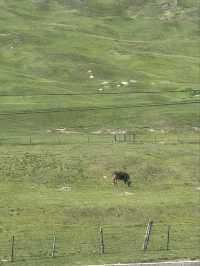 Pastures of Paradise: The Untamed Beauty of Ili