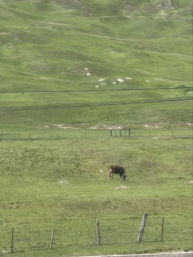 Pastures of Paradise: The Untamed Beauty of Ili