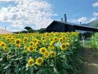 北海道高桥牧场
