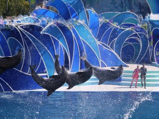 📍 SeaWorld San Diego, một nơi tuyệt vời để đi cùng trẻ em
