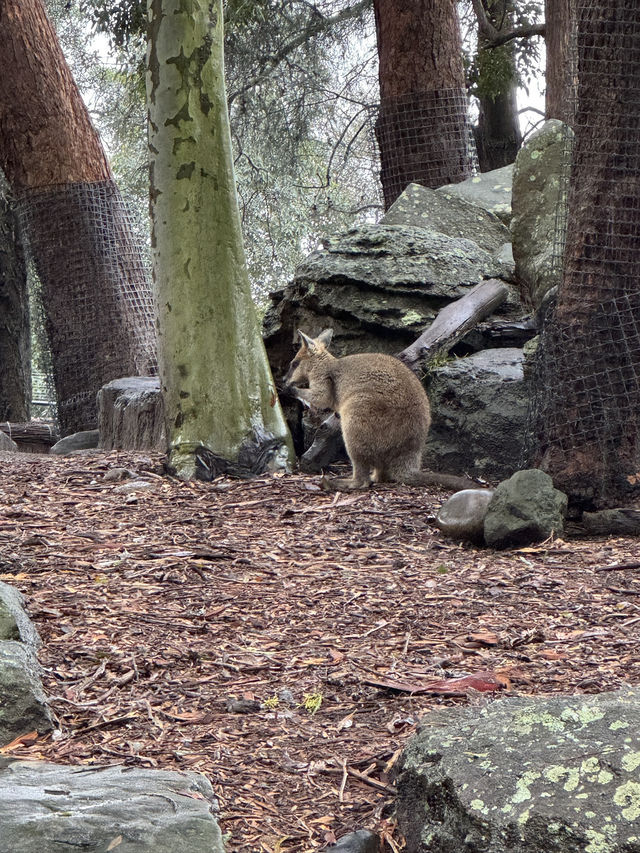 🇦🇺 塔龍加動物園（Taronga Zoo）是悉尼必游的世界級生態動物園