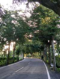 走進南台灣的綠色秘境#潮州泗林綠色隧道-屏東縣潮州鎮