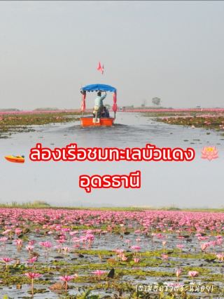 Invite you to take a boat trip to see the Red Lotus Sea, Udon Thani🪷