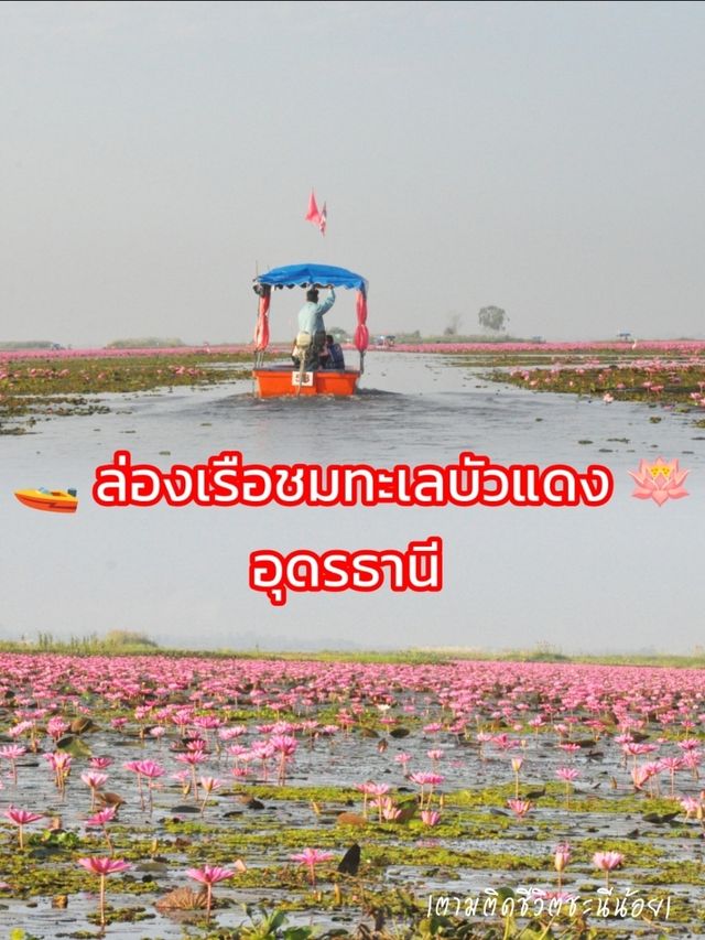 ชวนล่องเรือชมทะเลบัวแดง อุดรธานี🪷