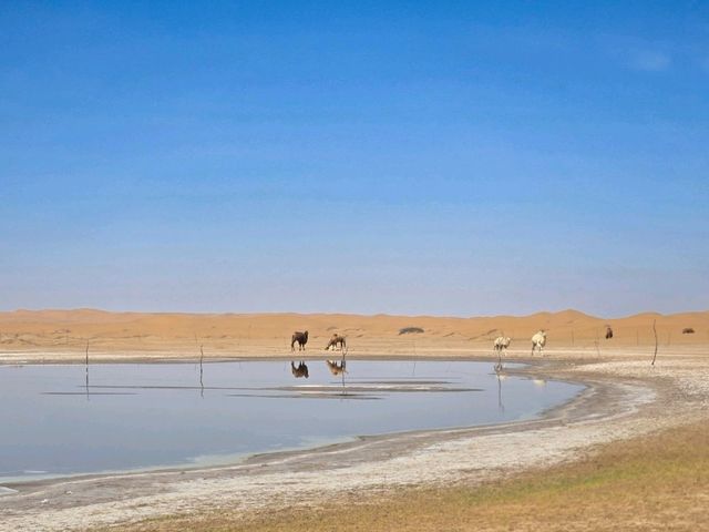 寧夏之旅🐫一定要體驗嘅嘢✨️越野闖五湖