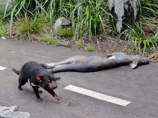 百萬城市美景的「塔龍加動物園」 百萬城市美景的「塔龍加動物園」