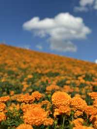様々な絶景お花畑が見られる東京ドイツ村