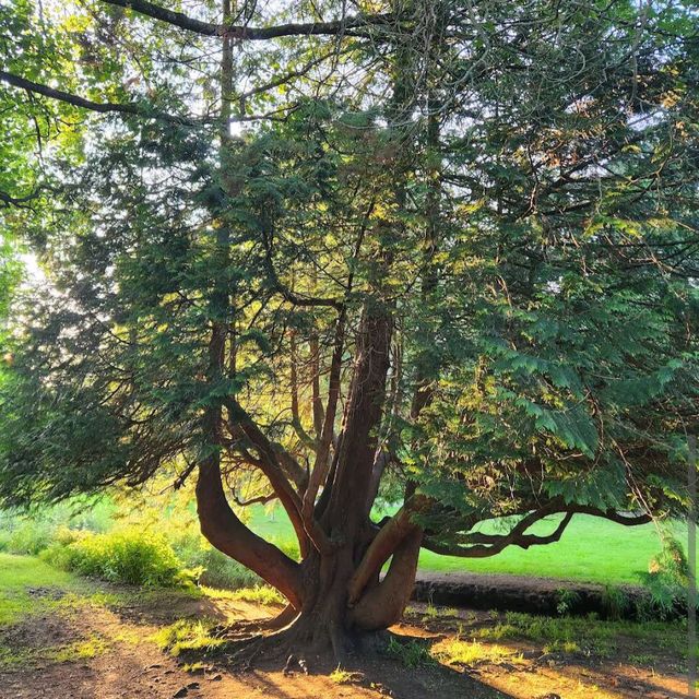 Upper Gardens
