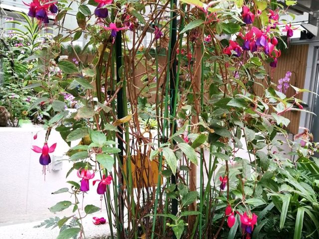 香港城市綠洲賞花之旅🌸香港動植物公園
