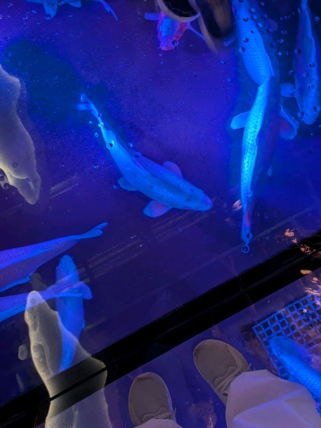【神戸の水族館】水族館の年パス買うならココでしょ！