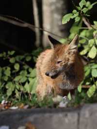 🦊 Peleș Epilogue : หมาจิ้งจอกที่ไม่ได้อยู่ในแผน 