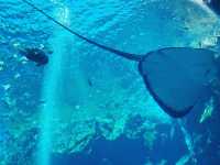 桃園 Xpark 水族館-帶孩子探索水族世界的奇幻魅力