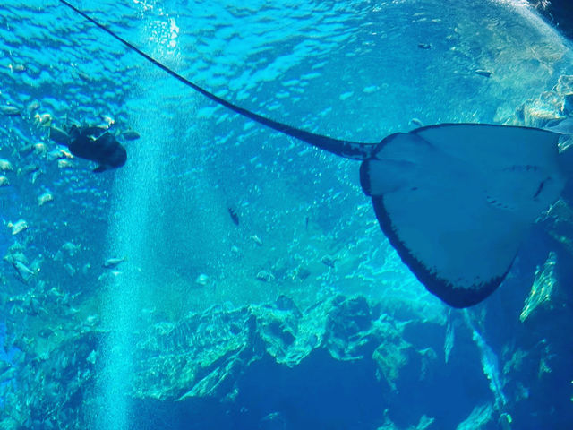 桃園 Xpark 水族館-帶孩子探索水族世界的奇幻魅力 桃園 Xpark 水族館-帶孩子探索水族世界的奇幻魅力
