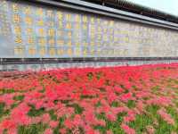 🏵️ ดอกฮิกังบานะเบ่งบานกลางซีอานที่วัด Daxingshan