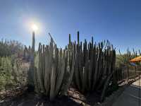 Desert Botanical Garden