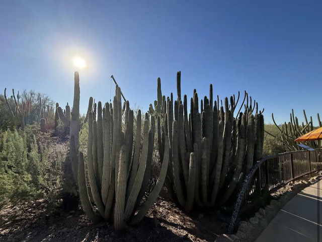 Desert Botanical Garden