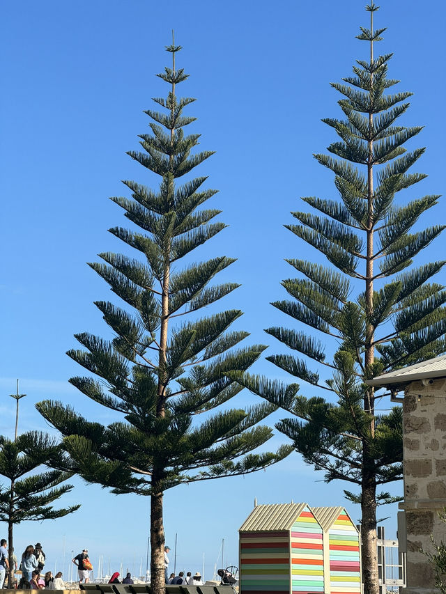 【オーストラリア・フリーマントル】港町の魅力を感じる散歩「Fremantle Walk」🚶‍♀️⚓
