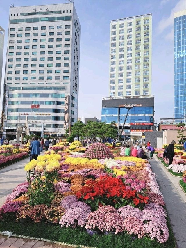 釜山🇰🇷廣安大橋🌁海濱咖啡街～花海片片