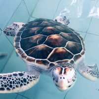 ศูนย์อนุรักษ์พันธุ์เต่าทะเล กองทัพเรือ