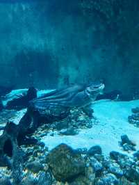 Akuarium Negara, Ampang – A Must-Visit for Marine Enthusiasts