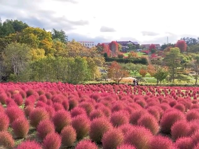 北海道秘境✨由仁花園3.2萬株地膚草鋪成秋日絨毯