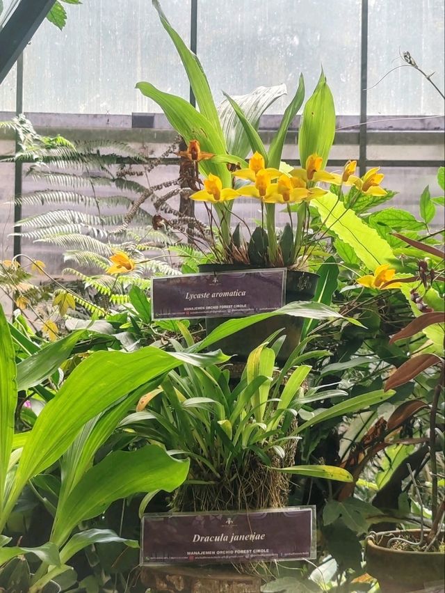 A Myriad of Orchids A Myriad of Orchids