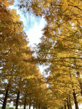 A treasure trove of breathtaking scenery! A driving trip in Shiga