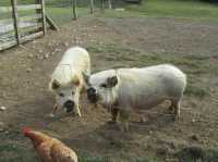 地下星河/懷託摩螢火蟲洞