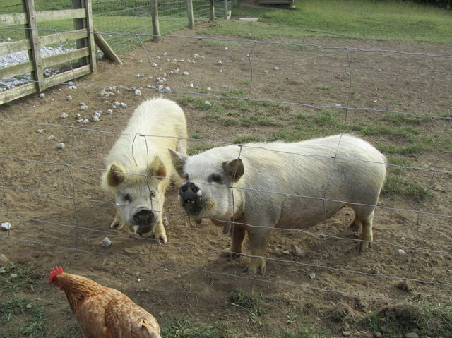 地下星河/懷託摩螢火蟲洞