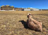 วัดมู่ยา (Muya Temple หรือ วัดมูหย่าต้าซื่อ 木雅大寺)