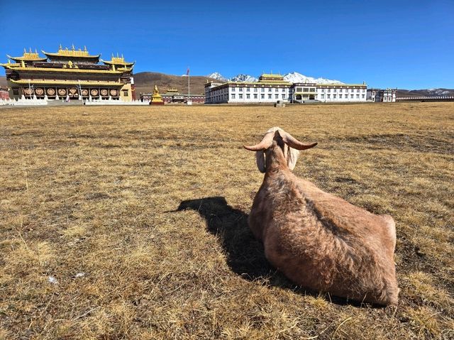 วัดมู่ยา (Muya Temple หรือ วัดมูหย่าต้าซื่อ 木雅大寺)
