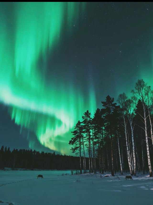 Chasing the Northern Lights in Mohe ❄️🌌 — -40°C Photography Diary 📸🦌