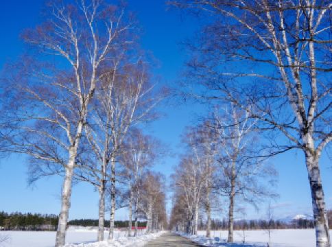 [Hokkaido, Obihiro] Experience Tokachi with sightseeing🌲