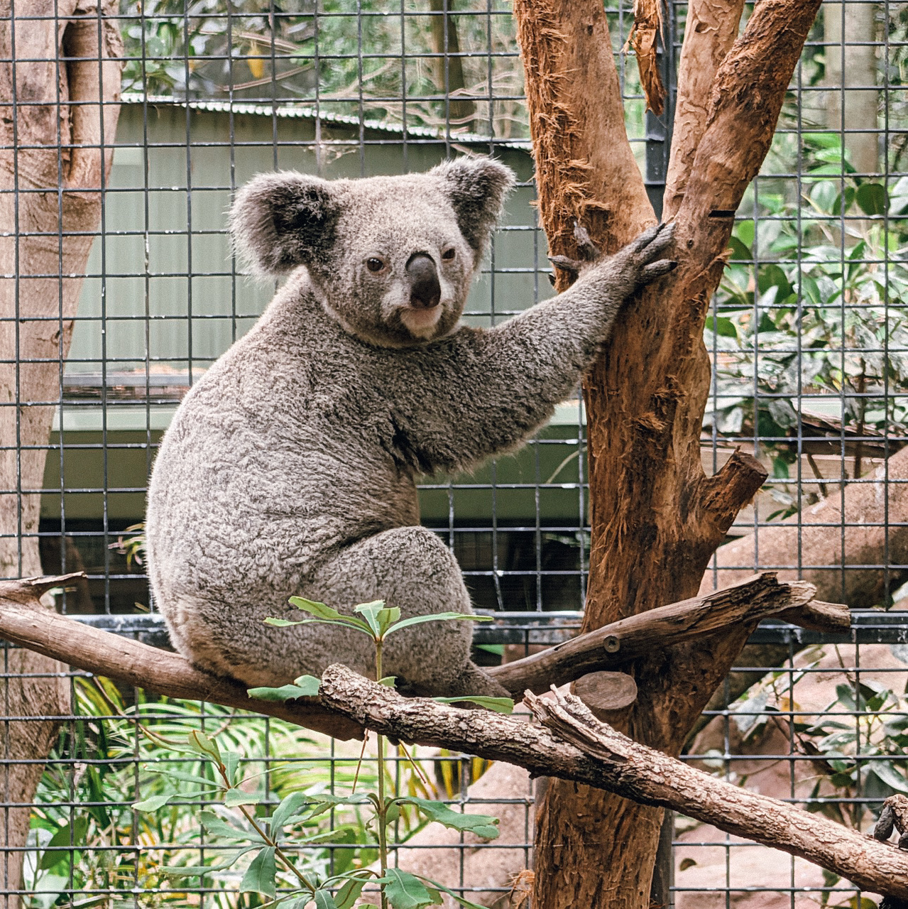 Featherdale Sydney Wildlife Park: A Must-Visit Zoo in Australia