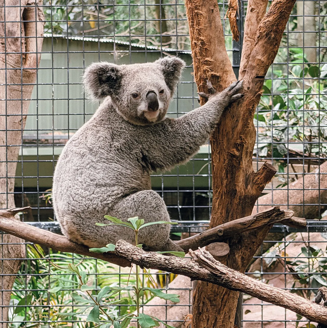 Featherdale Sydney Wildlife Park: A Must-Visit Zoo in Australia