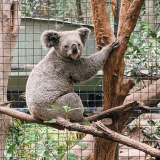 Featherdale Sydney Wildlife Park: A Must-Visit Zoo in Australia