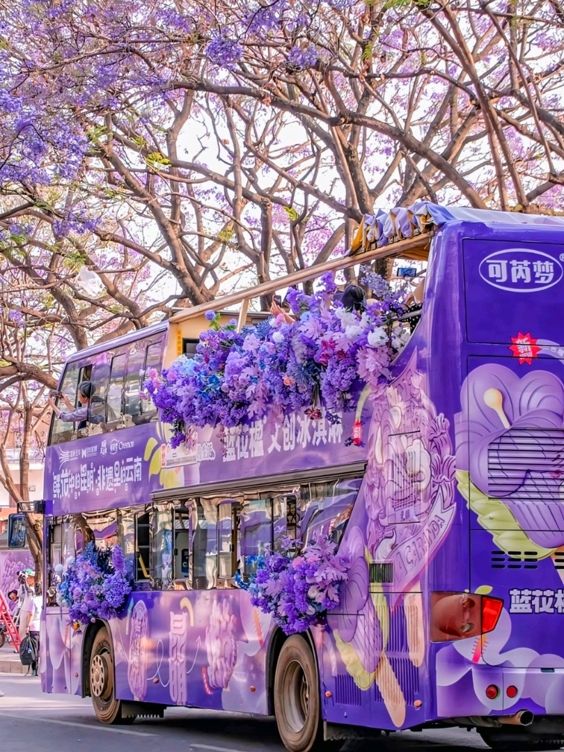 Every year from late April to early May, Kunming transforms into a purple city. Jacaranda flowers bloom along the streets, and when the wind blows, the petals fall like purple snow, creating a romantic atmosphere as if you're in a movie.
📸 5 Best Spots to Capture Jacaranda in Kunming:
1️⃣ Jiaochang Middle Road (教场中路): A purple tree tunnel stretching over 2 km, the most famous spot in the city.
2️⃣ Panlong Riverbank: The flowers reflect beautifully in the river, resembling a painting.
3️⃣ Spring City Road: Low branches perfect for portrait photography.
4️⃣ Hongjin Road: Densely planted Jacaranda trees, ideal for a leisurely walk or bike ride.
5️⃣ Tiepi Alley: A small garden hidden in a residential area with a café under the trees.
📅 Blooming Period:
Mid-April → Mid-May
Peak: Late April – Early May
📸 Best Times for Photography:
7:00 AM - 9:00 AM or 4:00 PM - 7:00 PM
📍 How to Get There:
Take Metro Kunming Line 4 to Sujatang Station, then walk to Jiaochang Middle Road.